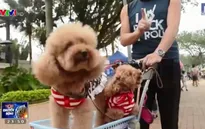 Thú cưng đi chơi bằng... xe nôi tại Hong Kong, Trung Quốc