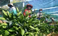 Hoa Đà Lạt tăng giá mạnh