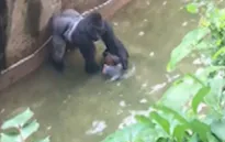 Điểm nóng tuần qua: Nắng nóng thiêu đốt cùng câu chuyện về em bé và khỉ đột