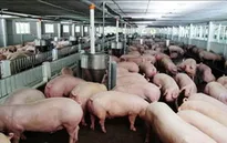 Cuộc chiến với chất cấm trong chăn nuôi: Phải xử tận gốc!