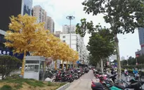 Hàng cây dát vàng gây tranh cãi ở Trung Quốc