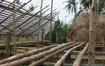 Hiệu quả mô hình trồng hoa trên giàn vượt lũ tại TT-Huế
