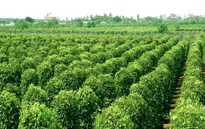 Gia Lai phát triển nông nghiệp công nghệ cao