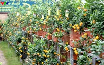 Quất bonsai Tứ Liên lạ mắt hút khách dịp cận Tết Bính Thân