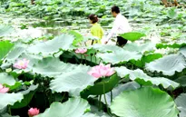Vẻ đẹp tinh khôi của hoa sen nở muộn giữa lòng Hà Nội