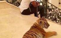 Nối gót Mike Tyson, Mayweather dùng hổ làm thú cứng
