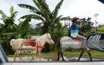 Độc đáo thư viện lưu động trên lưng ngựa tại Indonesia