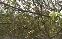 Nhiều nhà vườn ở Vĩnh Long bị thiệt hại nặng do sự cố vỡ đê
