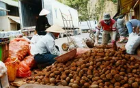Mạo danh nông sản Đà Lạt: Tràn lan và dai dẳng!