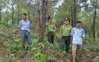 Kiểm tra công tác phòng, chống cháy rừng tại nhiều địa phương