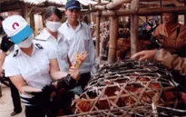 Kiểm tra các lò giết mổ gia súc, gia cầm dịp Tết