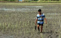 Kiên Giang: 30.000 ha lúa bị thiệt hại do nhiễm mặn