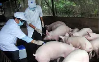 Tạm dừng mua bán gia súc ở các xã có dịch
