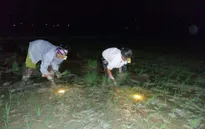 Nông dân Nghệ An cấy đêm tránh nắng nóng