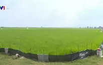Nam Trung Bộ: Khô hạn gia tăng, nạn chuột hoành hành