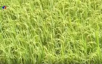 Lưu lượng nước về ĐBSCL đạt đỉnh