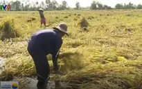 Thương lái không thu mua, người trồng lúa Kiên Giang điêu đứng