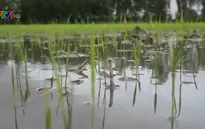 Hậu Giang: Hơn 210 ha lúa Đông Xuân gieo sạ sớm bị thiệt hại