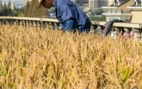 ADB hỗ trợ Campuchia phát triển nông nghiệp