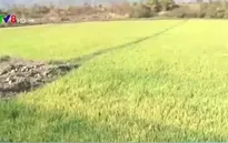 Đăk Nông chậm chi trả hỗ trợ thiên tai hạn hán cho người dân