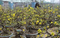 Sôi động thị trường hoa mai Tết