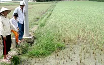 Cần Thơ chưa có nguồn nước dự phòng khi mặn xâm nhập