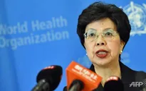 WHO họp khẩn về virus Zika
