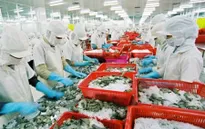 Xuất khẩu tôm hưởng lợi từ FTA Việt Nam - Hàn Quốc