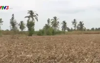 Sóc Trăng: Người trồng mía trắng tay vì hạn hán, xâm nhập mặn