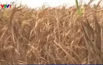 Sóc Trăng: Mía chết khô do hạn hán và xâm nhập mặn