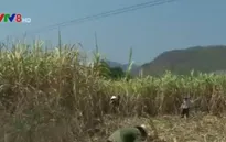 Nắng hạn, người trồng mía thất thu