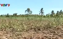 Hàng trăm ha mía mới trồng chết bất thường tại Sóc Trăng