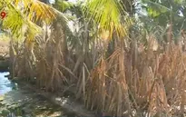 Sóc Trăng chi gần 8 tỉ đồng hỗ trợ cho người trồng mía