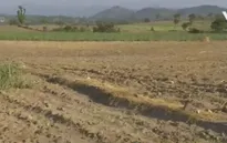 Gánh nặng chi phí trồng mía gia tăng