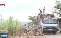 Phú Yên: Tư thương tranh nhau mua mía chở ra ngoài tỉnh