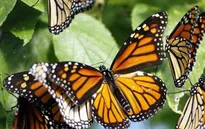 Tuyệt đẹp Khu dự trữ sinh quyển bướm Monarch, Mexico