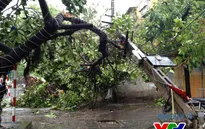 Hà Nội: Bão số 1 "quật đổ" nhiều phương tiện