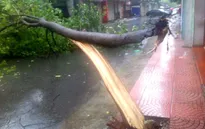 Mưa bão tại Hà Nội: 6 người thương vong, hơn 600 cây xanh ngã đổ