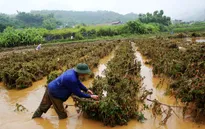 Hướng về miền Trung cùng chương trình "Oằn mình chống lũ" (20h10, 23/10, VTV8)