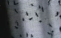 Nhà máy tại Trung Quốc nuôi muỗi chống virus Zika