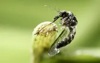 Trung Quốc ghi nhận trường hợp nhiễm virus Zika đầu tiên