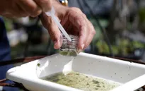 4 ca nhiễm virus Zika tại bang Florida, Mỹ