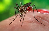 Mỹ chi gần 600 triệu USD chống virus Zika