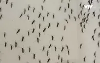 Brazil phát hiện virus Zika trong một loại muỗi nhà phổ biến