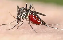 Bộ Y tế cảnh báo nguy cơ lây nhiễm bệnh do virus Zika