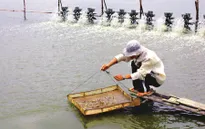 Cà Mau: Xâm nhập mặn nghiêm trọng do nuôi tôm tự phát