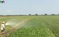 Hạn mặn khắc nghiệt, nông dân vẫn lãng phí nước trong sản xuất