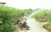 Nước ngọt về thượng nguồn đồng bằng sông Cửu Long