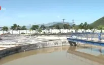 Đà Nẵng: Nhiều doanh nghiệp vi phạm bảo vệ môi trường