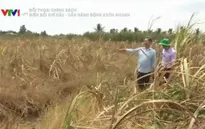 Vựa lúa ĐBSCL có nguy cơ "bốc hơi" vì biến đổi khí hậu
